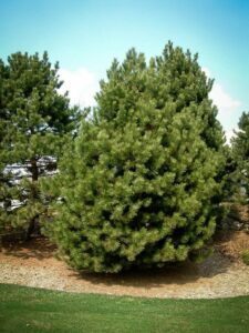 Сосна Чёрная (Pinus Nigra) купить по цене от 270.00р. в интернет-магазине «Посадика» с доставкой почтой в в Бугульмае и по всей России – [изображение №1].