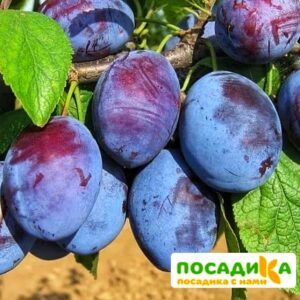 Слива Чачакская ранняя купить по цене от 229.00р. в интернет-магазине «Посадика» с доставкой почтой в в Бугульмае и по всей России – [изображение №1].