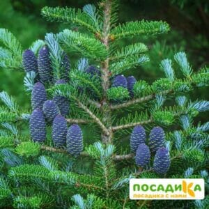 Пихта корейская (Abies koreana) купить по цене от 450.00р. в интернет-магазине «Посадика» с доставкой почтой в в Бугульмае и по всей России – [изображение №1].