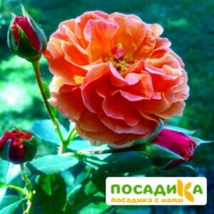 Роза Арабия купить по цене от 350.00р. в интернет-магазине «Посадика» с доставкой почтой в в Бугульмае и по всей России – [изображение №1].