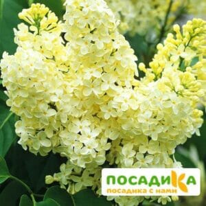 Сирень Примроуз (Primrose) купить по цене от 529.00р. в интернет-магазине «Посадика» с доставкой почтой в в Бугульмае и по всей России – [изображение №1].