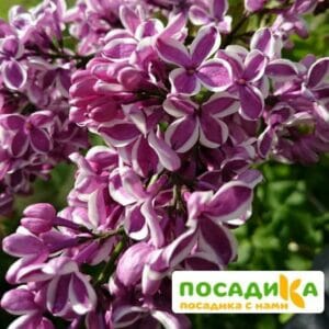 Сирень Сенсация купить по цене от 529.00р. в интернет-магазине «Посадика» с доставкой почтой в в Бугульмае и по всей России – [изображение №1].