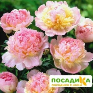 Пион Распберри Сандей (Paeonia Raspberry Sundae) купить по цене от 959р. в интернет-магазине «Посадика» с доставкой почтой в в Бугульмае и по всей России – [изображение №1].