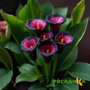 Калла Аура Лейс купить по цене от 400р. в интернет-магазине «Посадика» с доставкой почтой в в Бугульмае и по всей России – [изображение №1].