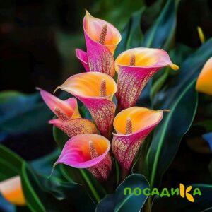 Калла Оникс купить по цене от 450р. в интернет-магазине «Посадика» с доставкой почтой в в Бугульмае и по всей России – [изображение №1].