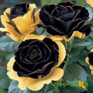 Роза Ханни Сикл купить по цене от 700р. в интернет-магазине «Посадика» с доставкой почтой в в Бугульмае и по всей России – [изображение №1].