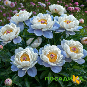 Пион акварельный Этюд купить по цене от 806р. в интернет-магазине «Посадика» с доставкой почтой в в Бугульмае и по всей России – [изображение №1].
