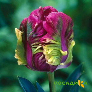 Тюльпан Экзотик Хэвен купить по цене от 186р. в интернет-магазине «Посадика» с доставкой почтой в в Бугульмае и по всей России – [изображение №1].