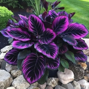 Хоста Люминоза купить по цене от 450р. в интернет-магазине «Посадика» с доставкой почтой в в Бугульмае и по всей России – [изображение №1].