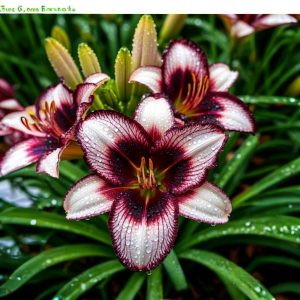 Лилейник Крим Сикл купить по цене от 799р. в интернет-магазине «Посадика» с доставкой почтой в в Бугульмае и по всей России – [изображение №1].