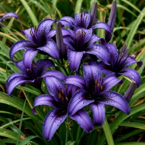 Лилейник Блю Айрис купить по цене от 324р. в интернет-магазине «Посадика» с доставкой почтой в в Бугульмае и по всей России – [изображение №1].