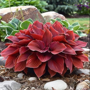 Хоста Рэд Эйнджл купить по цене от 549р. в интернет-магазине «Посадика» с доставкой почтой в в Бугульмае и по всей России – [изображение №1].