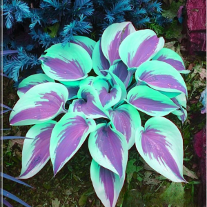 Хоста Висперин Бьюти купить по цене от 379р. в интернет-магазине «Посадика» с доставкой почтой в в Бугульмае и по всей России – [изображение №1].