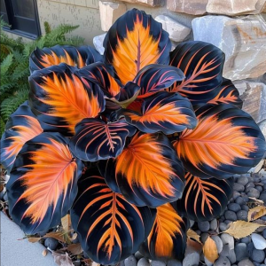 Хоста Сикрет Форест купить по цене от 601р. в интернет-магазине «Посадика» с доставкой почтой в в Бугульмае и по всей России – [изображение №1].